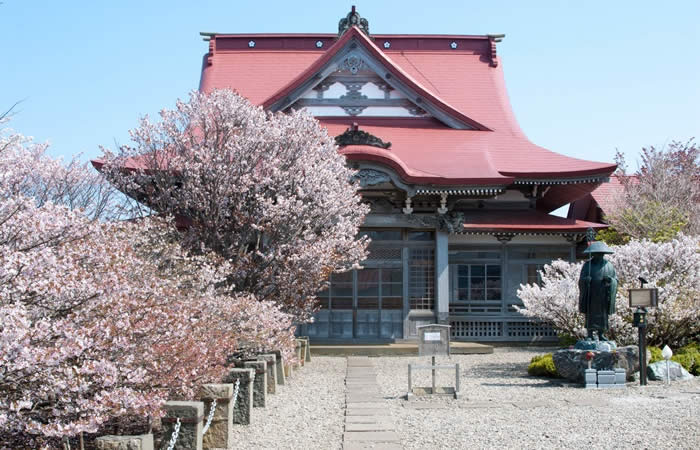 清隆寺に咲く千島桜