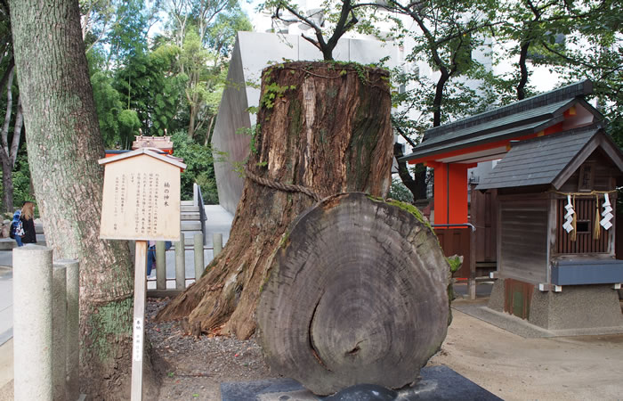 神戸空襲で焼けた楠の神木