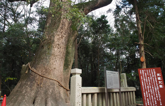 県指定天然記念物の夫婦楠木