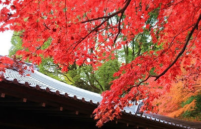 京都の紅葉、約40の名所を総まとめ！エリア別、秋の京都の美しさに触れる紅葉旅