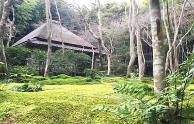 奥嵯峨・祇王寺、美しい苔庭の奥に残る平家物語のエピソードを知る京都旅