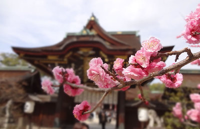 京都の梅の名所で早春の息吹に出会う！京都が誇る本当に美しい梅の名所10選