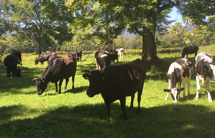 笹ヶ峰牧場の牛たち