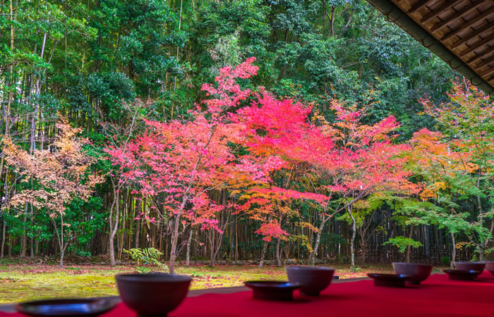 大徳寺 高桐院の紅葉