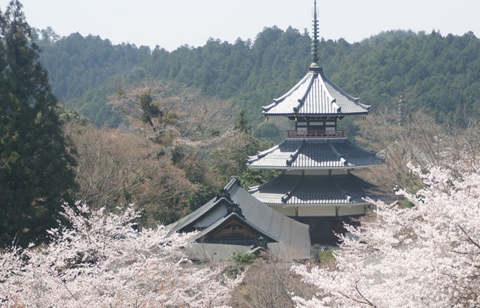天空の宗教都市吉野山、金峯山寺で日本史を彩る伝説、史跡を楽しむ歴史旅