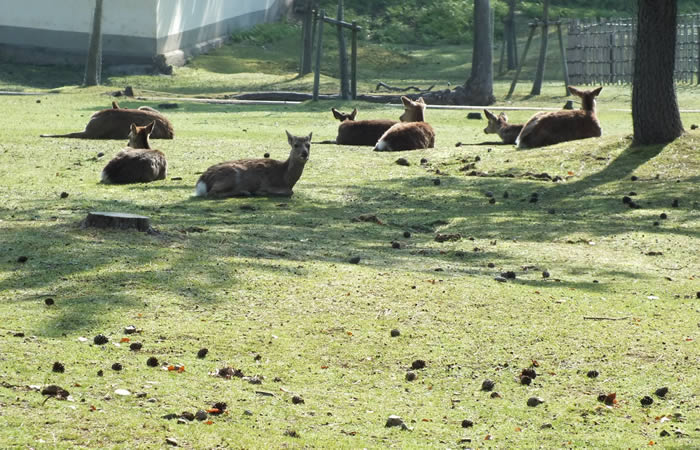 鹿が群れる奈良公園