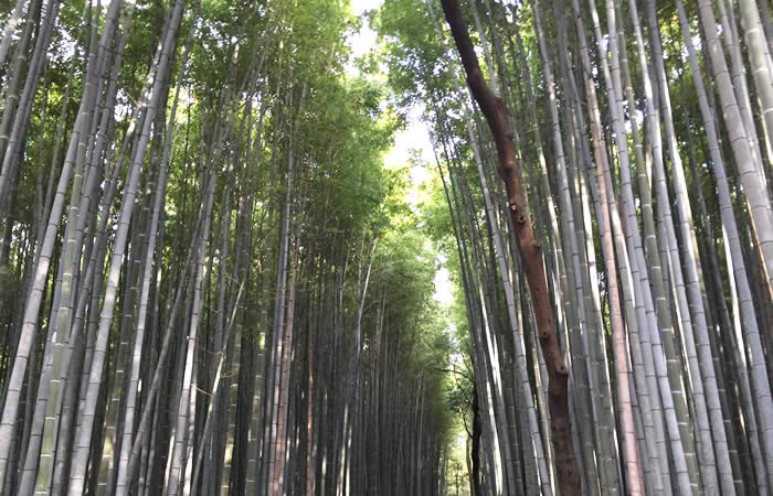 美しい竹林が広がる嵯峨野の景色