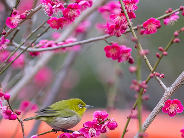 下鴨神社で咲く梅の花
