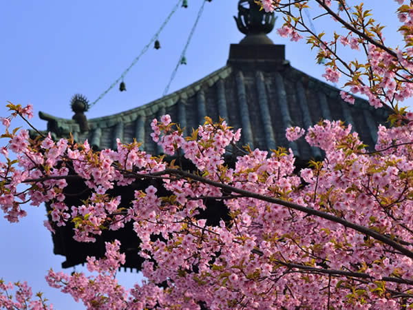 清涼寺に訪れる春
