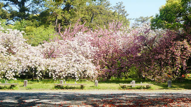 京都御苑に咲く梅の花