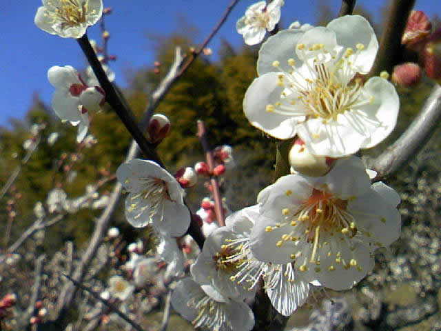 青谷梅林に咲く梅の花