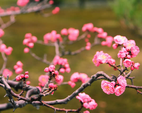 智積院に咲く梅の花