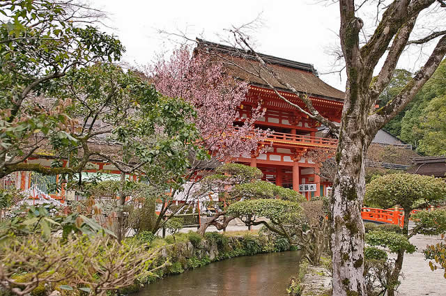 上賀茂神社に咲く梅の花