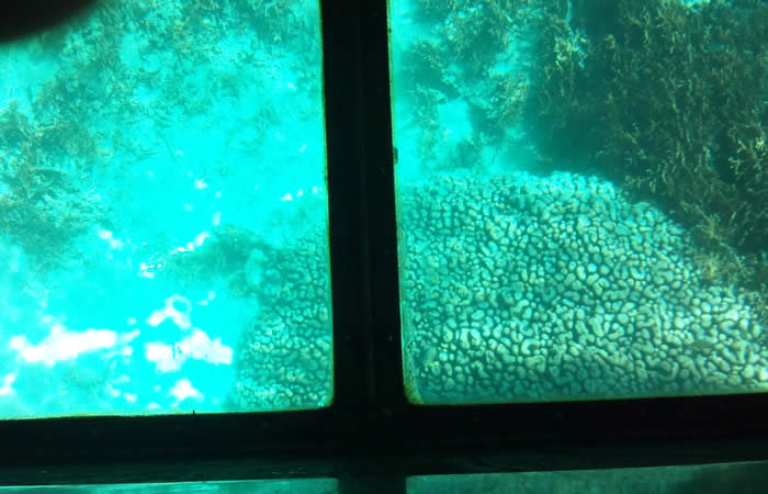 川平湾の美しい珊瑚礁