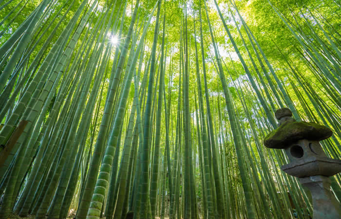 竹の庭の景観