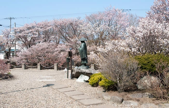 清隆寺の境内に広がる千島桜