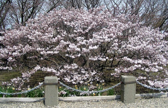 背が低い千島桜の木