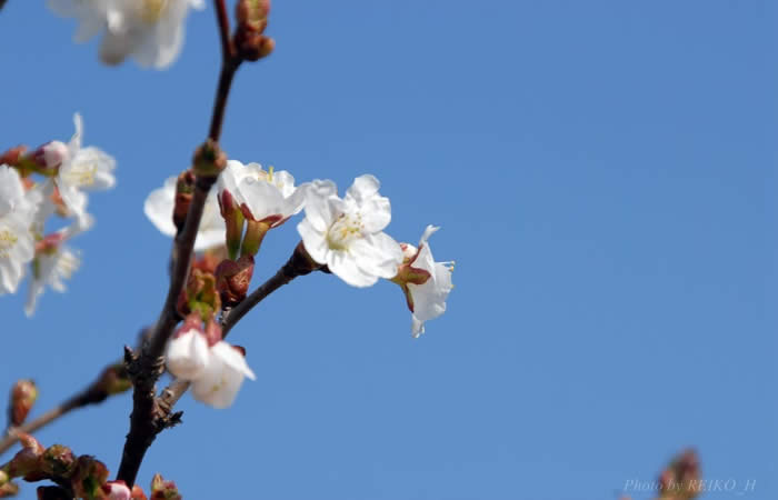 千島桜の花びら