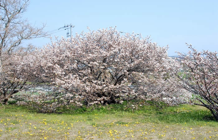 旧根室測候所に咲く千島桜