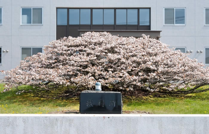 釧路地方裁判所 根室支部に咲く千島桜