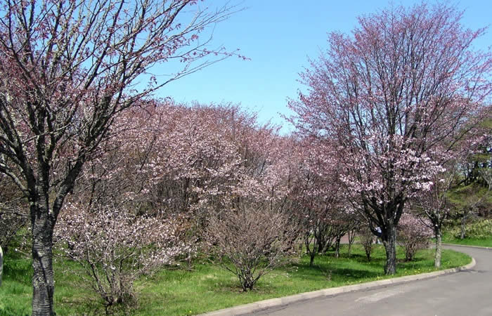 明治公園に咲く桜たち