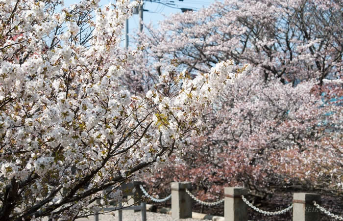 遅い春の訪れを告げる千島桜