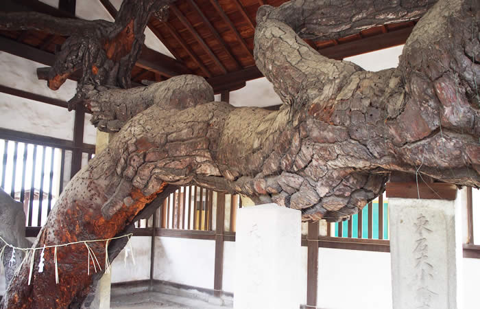 3代目「相生の松」の霊木