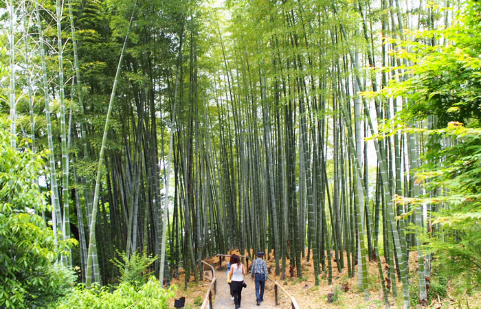 高台寺境内の竹林